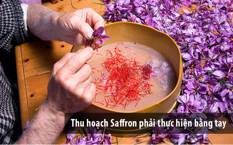 Thu hoạch Saffron
