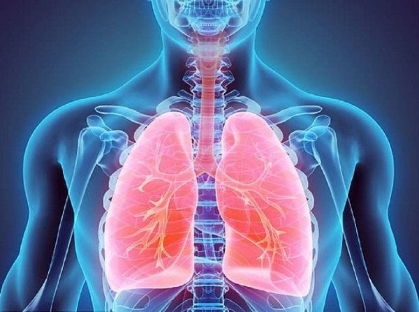 Sử dụng đông trùng hạ thảo sấy khô để hỗ trợ điều trị các bệnh về phổi